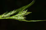 Asian shortstem sedge